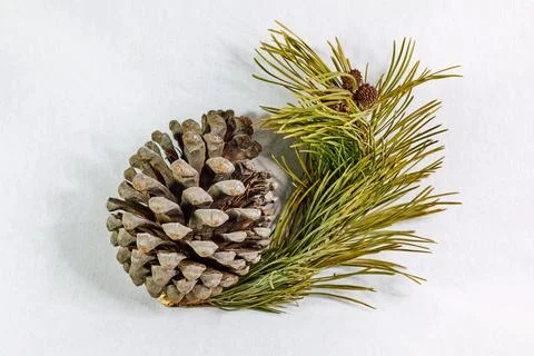 Brown pine cone with branch on white background Stock Photos
