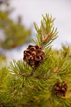 Brown pine cone on green pine branch Foto stock