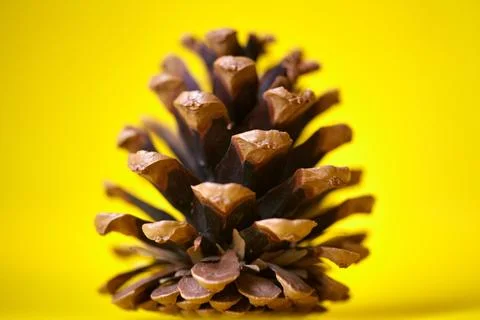 Brown pine cone isolated on bright yellow background, macro shot. Close-up .. Photos