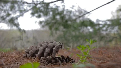 Brown pine cone isolated on white background. Stock Footage 62486049