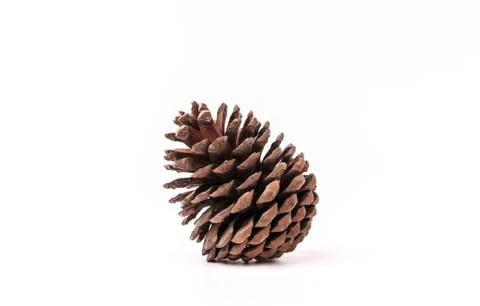 Brown pine cone isolated on white background, texture Stock Photos