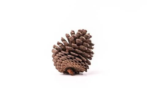 Brown pine cone isolated on white background, texture Stock Photos
