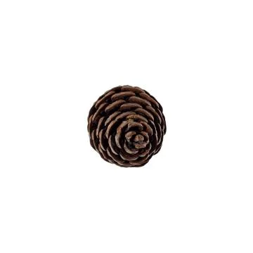 Brown pine cone isolated on white background Stock Photos