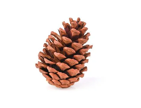 Brown pine cone isolated on white background Stock Photos