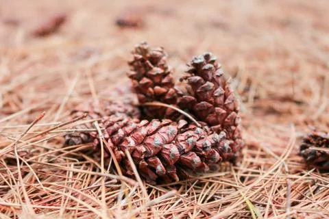 Brown pine cone or pine tree fruit on the ground with dry autumn pine leaf in Stock Photos