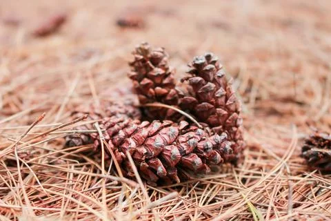 Brown pine cone or pine tree fruit on the ground with dry autumn pine leaf .. Stock Photos