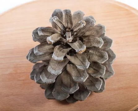 Brown pine cone  . Stock Photos