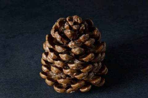 Brown pine cone Stock Photos