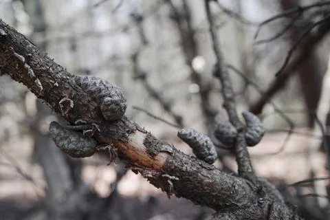 Brown pine cone of pine tree. young dry pine cones close up Stock Photos