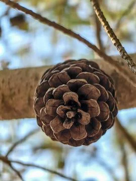 Brown pine cone from a pine tree in a forest background Stock Photos