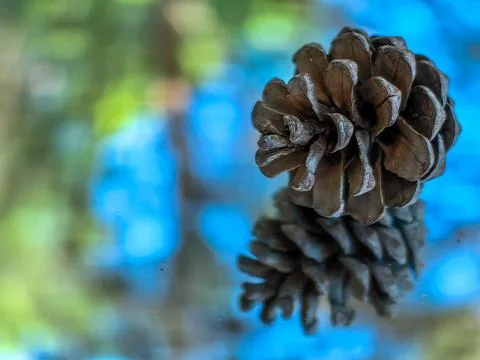 Brown pine cone from a pine tree in a forest background Stock Photos