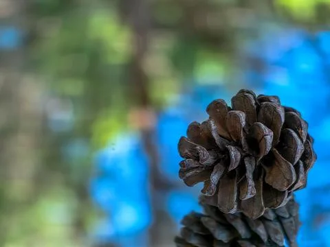 Brown pine cone from a pine tree in a forest background Stock Photos
