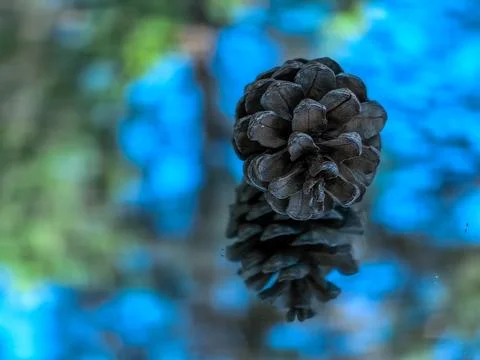 Brown pine cone from a pine tree in a forest background Stock Photos