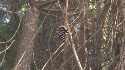 Brown Pine Cone with Rough and Textured Scales Stock Footage 347324580