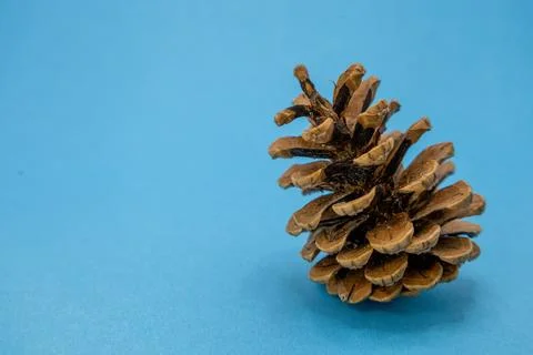 A brown pine cone sits on a bright blue surface, highlighting its natural tex Stock Photos