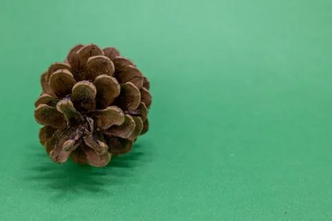 A brown pine cone sits on a plain green background, highlighting its natural  Stock Photos