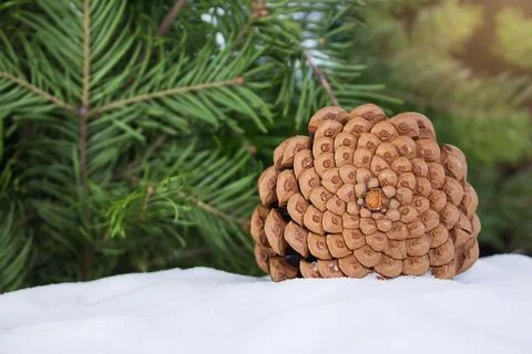 Brown pine cone on snow with pine and spruce branches. Snowy winter holiday Stock Photos