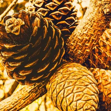 Brown pine cone texture close-up on branch with warm tones Stockfoto's