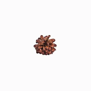 Brown pine cone, white background Stock Photos