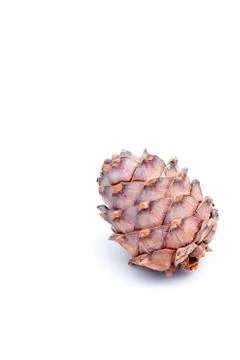 Brown pine cone, white background, resin, nut kernels Stock Photos