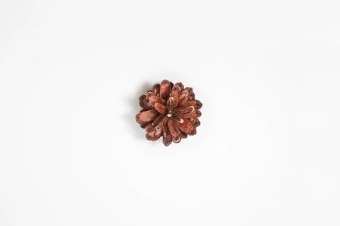 Brown pine cone on white background Stock Photos