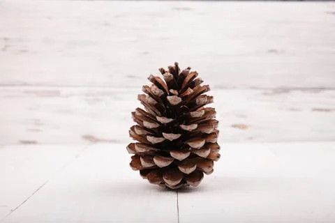 Brown pine cone on white wooden background. Stock Photos