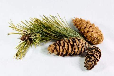 Brown pine cones with branch on white background Stock Photos