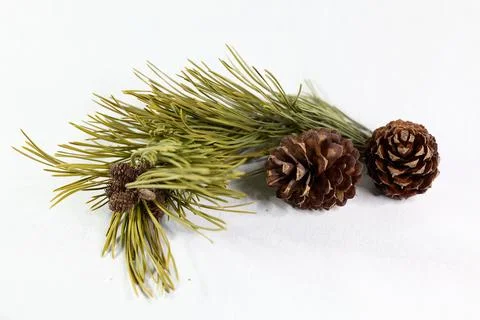 Brown pine cones with branch on white background Stock Photos