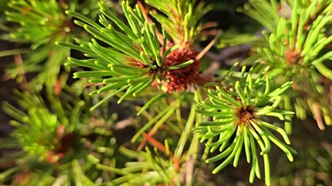 Brown pine cones on evergreen branch Stock Footage 340582917