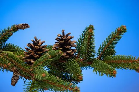 Brown pine cones on evergreen fir tree branch close up studio shot isolated o Photos