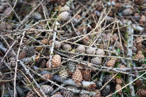 Brown pine cones on the forest floor Stock Photos