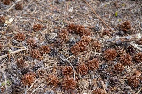 Brown pine cones on the forest floor Stock Photos