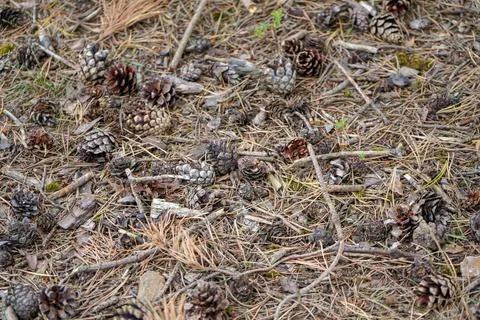 Brown pine cones on the forest floor 库存照片