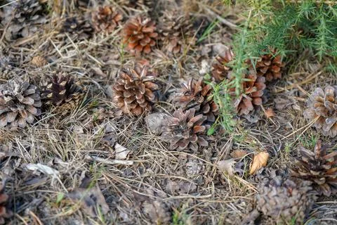 Brown pine cones on the forest floor Stockfoto's