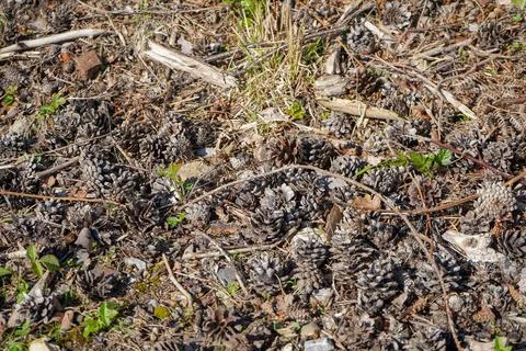 Brown pine cones on the forest floor Stock Photos
