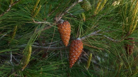 Brown pine cones hanging on coniferous tree branch with long green needles in Stock Footage 348239271