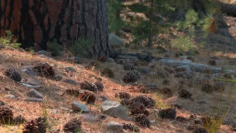 Brown Pine Cones - Lassen Volcanic National Park - California - USA Stock Footage 338151181