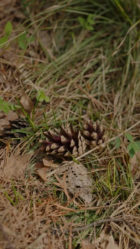 Brown pine cones lying on dry grass and forest floor Stock Footage 335010913