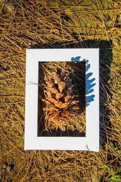 Brown pine cones lying in white color frame. Top view. Stock Photos