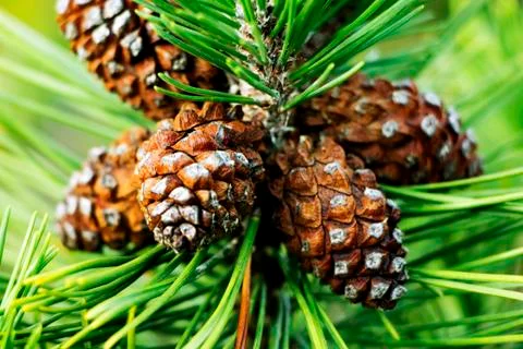 Brown Pine Cones Stock Photos
