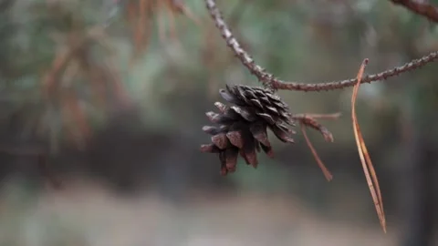 Brown pine cones with spiral cones close-up of cones Stock Footage 263579222