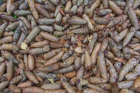 Brown pine tree conifer cones background. Autumn nature. Stock Photos