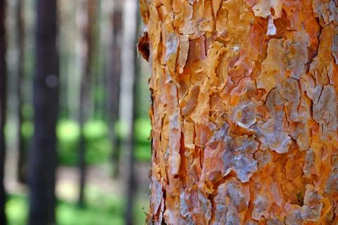 Brown the pine tree. Young Cora. View of tall old trees in the evergreen Stock Photos