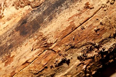 Brown pine wood texture Stock Photos