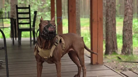 Brown pitbull dog wearing a muzzle Stock Footage 314830072