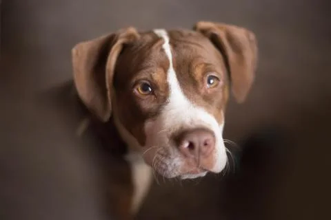 Brown pitbull 스톡 사진