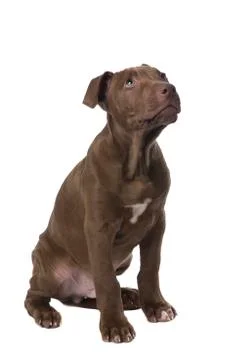 Brown pitbull puppy sitting and looking up isolated on a white background Stock Photos