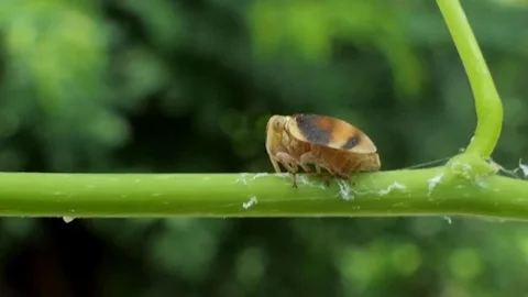 Brown planthopper on branch. Video stock 78760359
