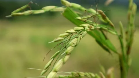 Brown planthopper Stock-Footage 331666145