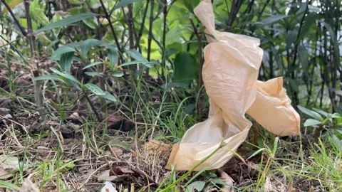 Brown plastic bag stuck on grass plant nature view close up windy day. Stock Footage 251844705
